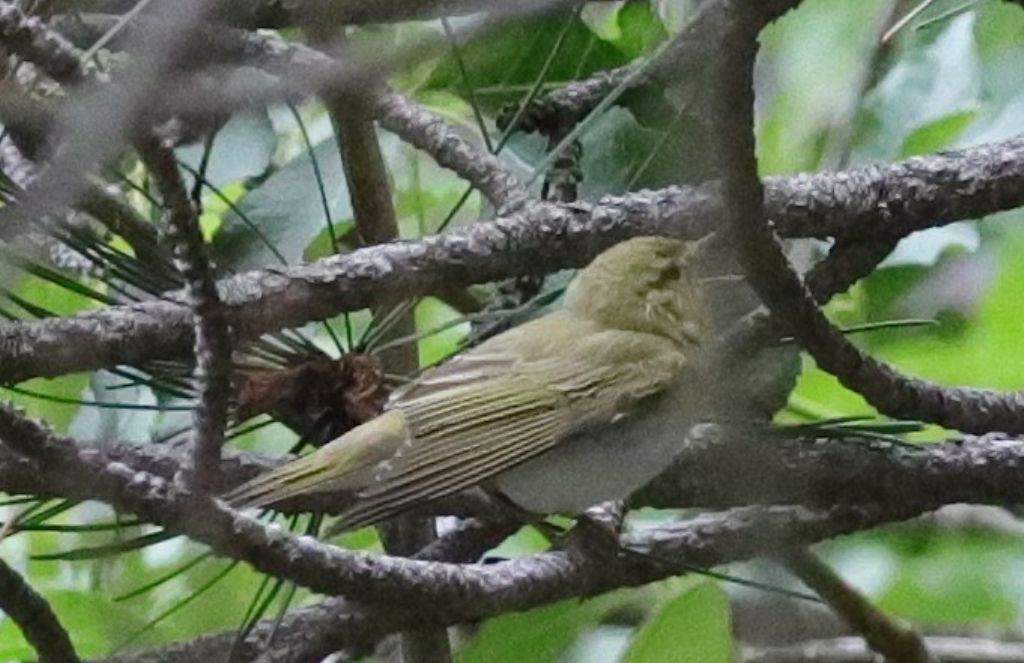 Quale Lui ?   Lu bianco (Phylloscopus bonelli)